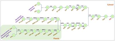Genome-scale metabolic model led engineering of Nothapodytes nimmoniana plant cells for high camptothecin production